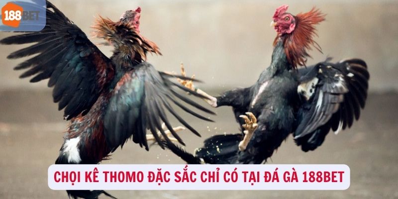 Chọi kê Thomo đặc sắc chỉ có mặt tại đá gà 188Bet