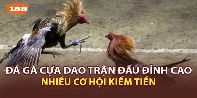 Đá gà cựa dao mang hiệu quả kiếm tiền cao