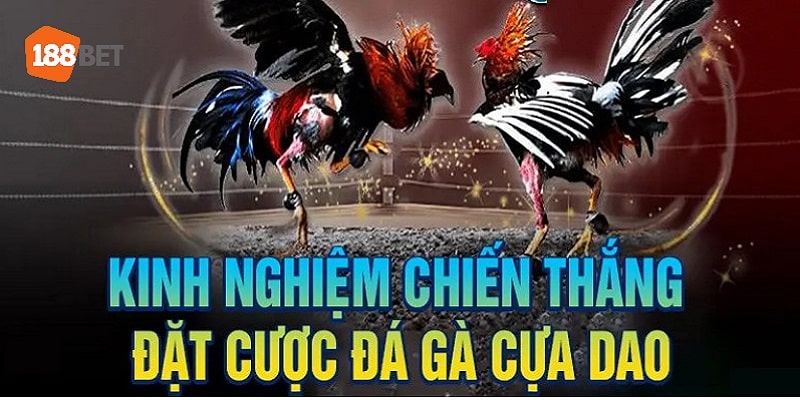 Kinh nghiệm cược cựa dao mang đến thắng lớn 