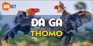 Thông tin cơ bản về đá gà Thomo