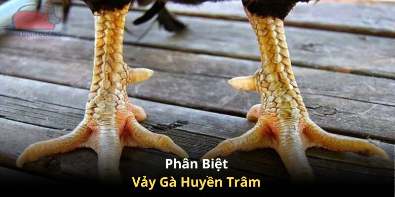 Tìm hiểu tất cả thông tin về vảy gà huyền trâm