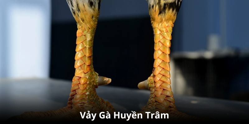 Chú ý về cách nuôi dưỡng chiến kê có vảy huyền trâm